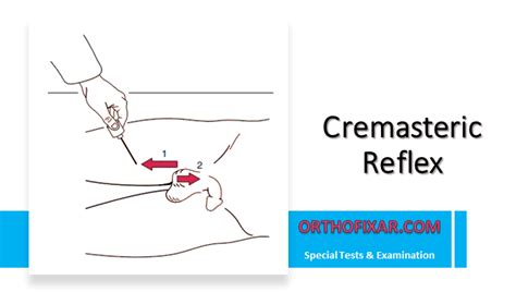 Image result for Cremasteric Reflex Function
