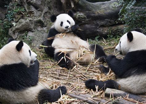 Visit Chengdu on a trip to China | Audley Travel