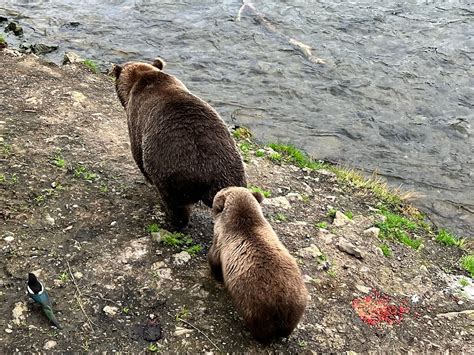 Anchorage Aero - All You Need to Know BEFORE You Go