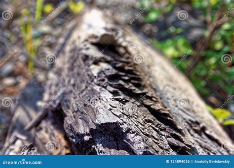 Image result for Old Fallen Tree Trunk