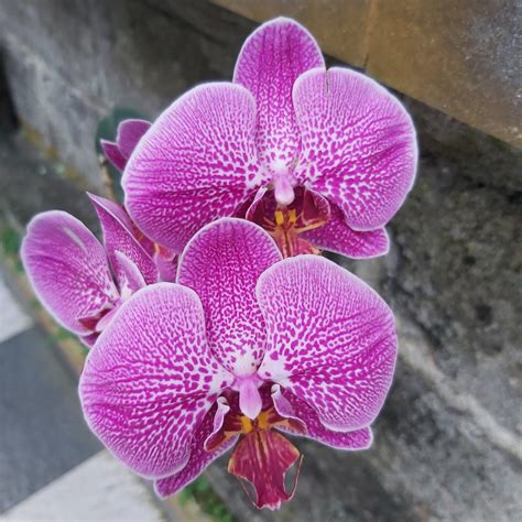 KEBUN VILLAS (Pupuan) - Hotel Reviews & Photos - Tripadvisor