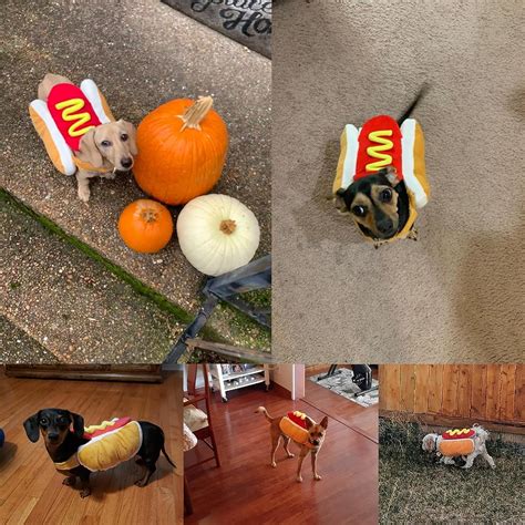 Hot Dog Costume For Dachshund