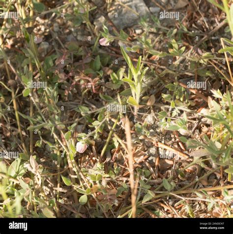 Spanish clover (Acmispon americanus) Plantae Stock Photo - Alamy