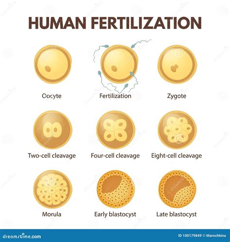 Human fertilization stock vector. Illustration of body - 100179849