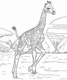 malvorlagen giraffen malvorlagen fur kinder ausmalbilder giraffe kostenlos malvorlagen giraffen malvorlagen fur kinder ausmalbilder giraffe kostenlos