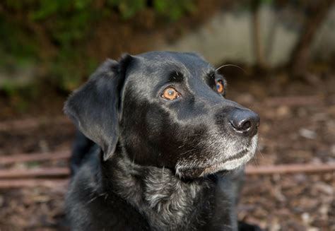 Alternatives to Having Your Own Pet - FOUR PAWS International - Animal Welfare Organisation
