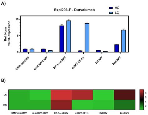 Recombinant Antibody Production Using a Dual-Promoter Single Plasmid System