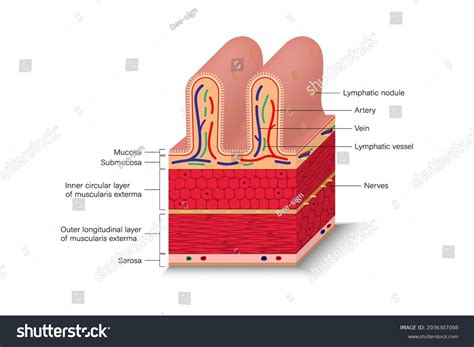 Image result for Intestinal Jejunum