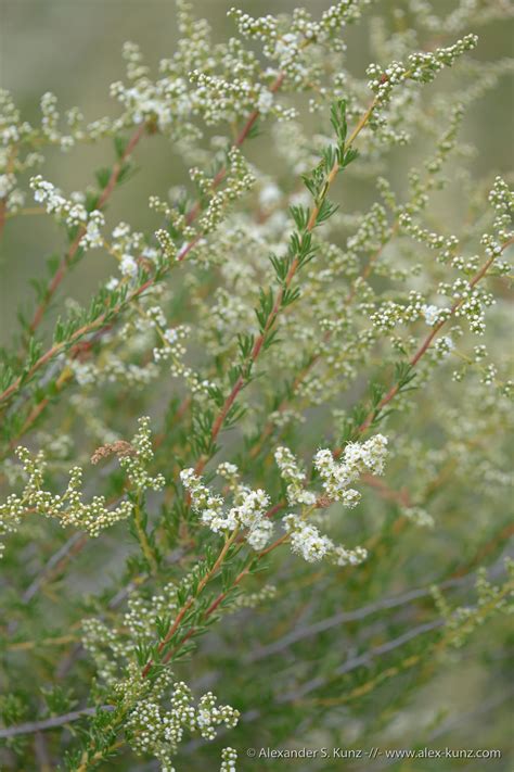 Adenostoma fasciculatum (Chamise) - Alexander S. Kunz Photography