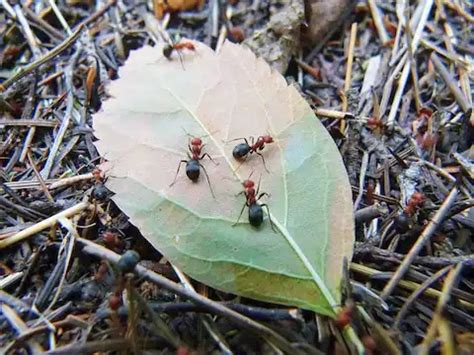 This what ants faces look like picture goes viral You scream as soon as ...