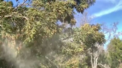 What is cedar fever? | khou.com