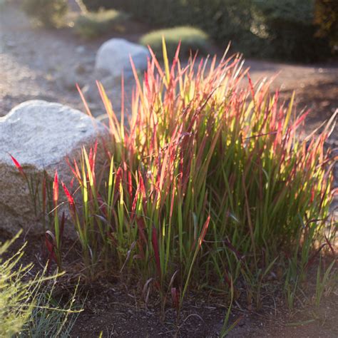 Japanese Blood Grass for Sale Online - The Greenhouse