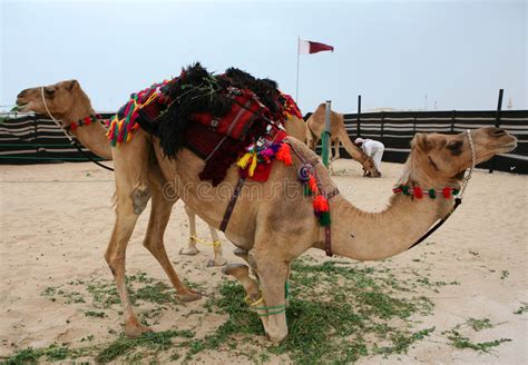 卡塔尔举行国庆阅兵式：骆驼打头阵 (图) 博讯新闻，简体中文新闻
