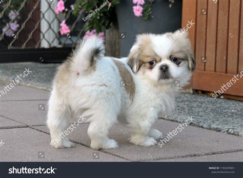 Tibetan Spaniel Dog