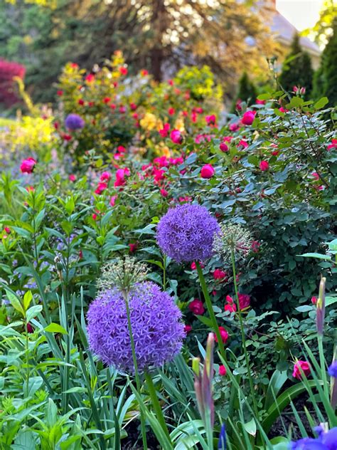 37 Deer Resistant Flowers for a Cottage Garden That Thrives - Bricks 'n ...