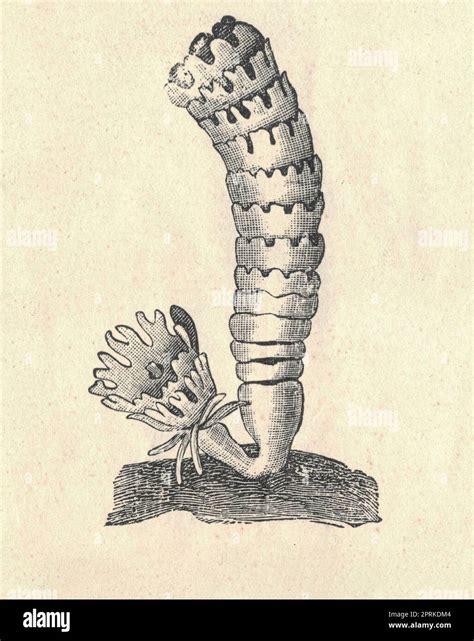 Antique engraved illustration of the common jellyfish - life cycle of jellyfish - Polyp ...