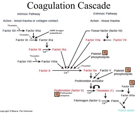 Coagulation Cascade Diagram