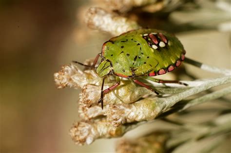 Free Images : nature, flower, summer, wildlife, green, insect, fauna ...