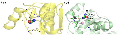 A Structure-Based Mechanism for the Denaturing Action of Urea ...
