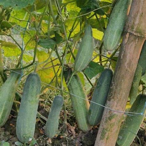 Cucumber Surat Green Seeds - Light Green, Slim, Crisp, Perfect for Salads