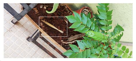 How to decompose your bamboo toothbrush in 3 easy steps? – DaisyLife