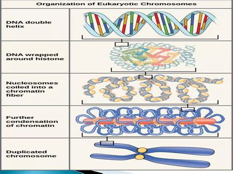 Nucleus-the heart of the cell-cellular organelles | PPT