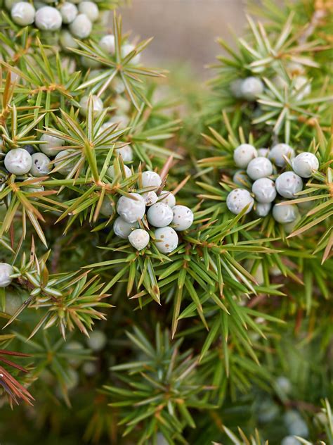 Közönséges boróka illóolaj – Juniperus communis - Csak a Mentes