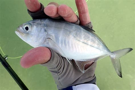 Download Angler Holding Blue Runner Fish Wallpaper | Wallpapers.com