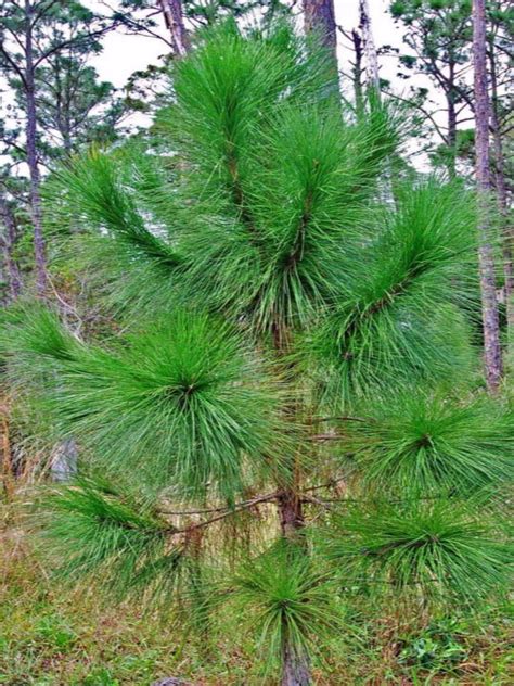 Pinus Elliottii Slash Pine Florida Native @ Eden of Wings