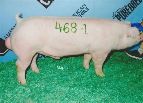 Chester White Pigs — Schmidt Swine