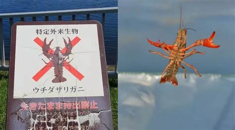 日本出台"禁虾令"：6月1日起，贩卖或放生小龙虾将被处以3年监禁！ - 知乎