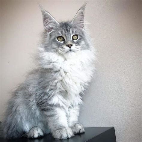 White And Grey Maine Coon