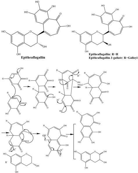 Enzymatic Oxidation of Tea Catechins and Its Mechanism