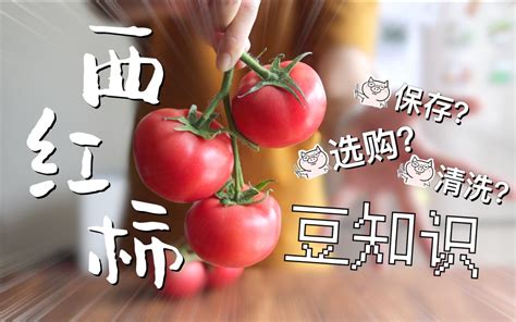 【豆知识】关于西红柿的一切：从选购到保存_哔哩哔哩_bilibili