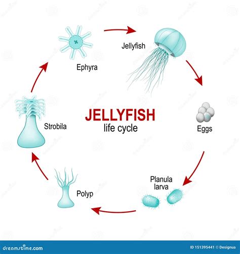 How Does A Jellyfish Reproduce at Lloyd Sutton blog