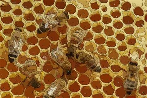 男人梦见蜜蜂酿蜜 生意上的朋友梦见蜜蜂吃蜂蜜