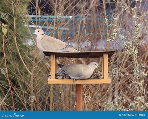 Two turtle doves stock image. Image of beige, brown - 139483357