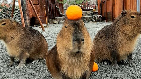 Zhang Mei Ama’s Farm Admission Ticket - Klook India