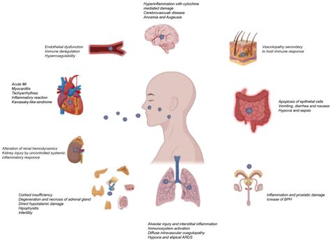 SARS-CoV-2 Infection and the Male Reproductive System: A Brief Review
