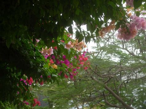 Protection : spiritual meaning of flower given by The Mother