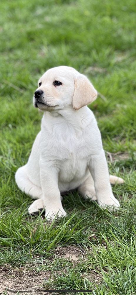 Image result for Dogs Slayer Task Safe Spot