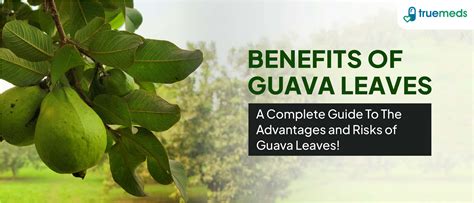 Unveiling the Health Benefits of Guava Leaves: Side Effects Revealed
