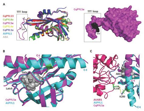 Genome-Wide Identification of the PYL Gene Family in Chenopodium quinoa ...