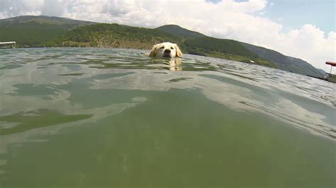 At least 4 dogs die after swimming in water tainted by toxic algae ...