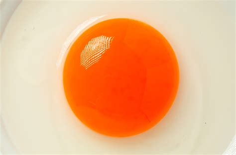 What to Feed to get Orange Egg Yolks - Silver Homestead