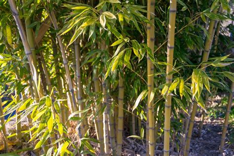 Growing Bamboo From Seed In 8 Steps | Horticulture.co.uk
