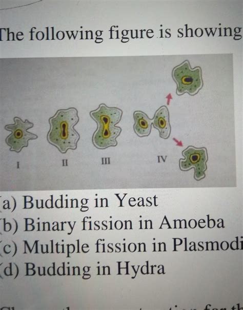 8The following ligure is showing-(a) Budding in Yeast(b) Bimary fission ...