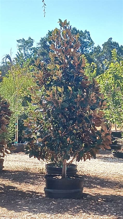 Little Gem Magnolia (Magnolia grandiflora var. ‘Little Gem’) | LAWNS ...