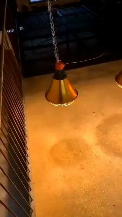 Brooding Pen 的图像结果