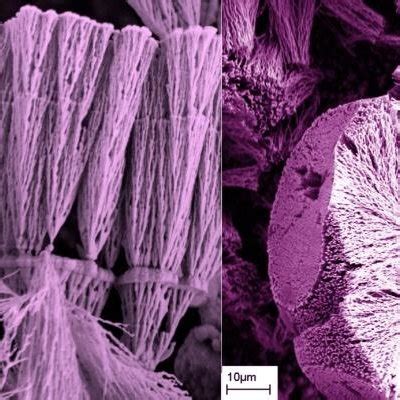 Image result for Fragmentation Shell